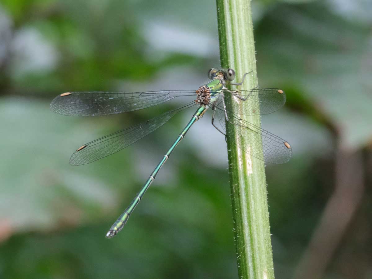 Chalcolestes_viridis